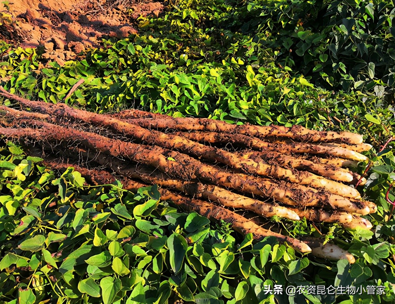 山药黄叶死苗防治用什么肥料？山药烂根病怎样处理？