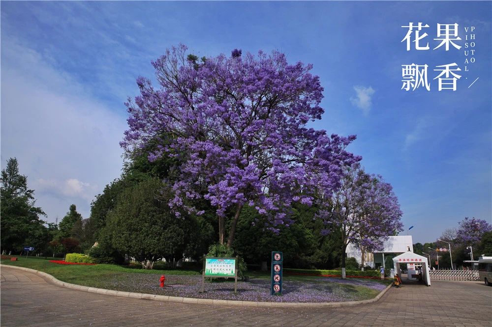 上市最早，收益最高，风险最大，果园投资的子午谷奇谋可取吗？