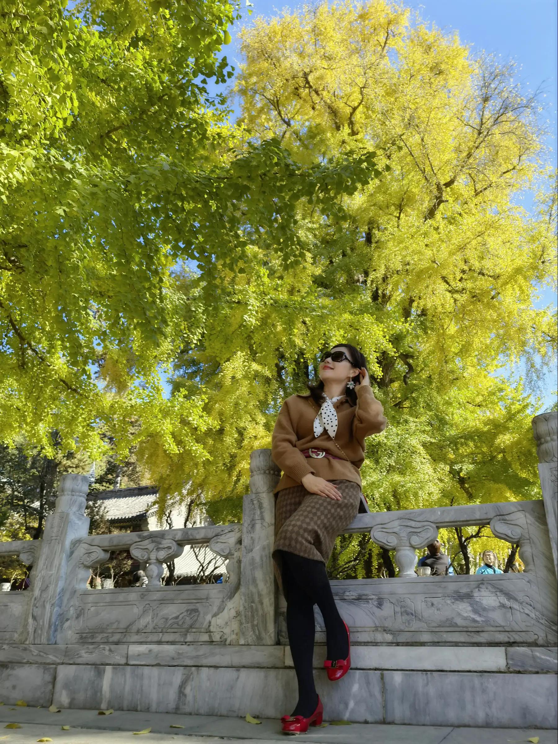 北京潭柘寺的古银杏树图片,潭柘寺银杏树观赏最佳时间