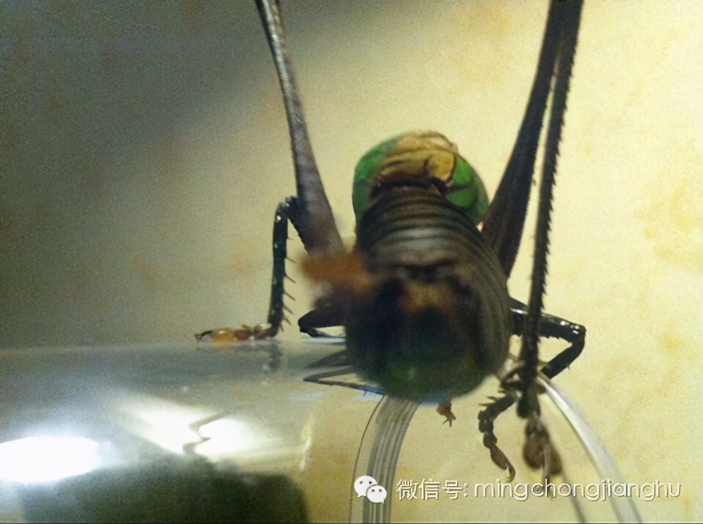 冬蝈蝈怎么挑选,介绍蝈蝈的说明方法