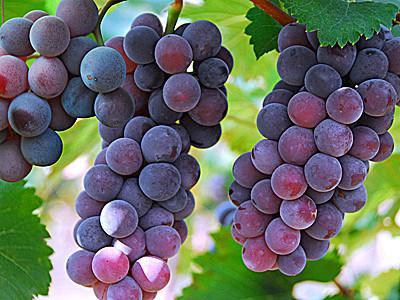 各种水果挑选小妙招,各种水果挑选技巧大全