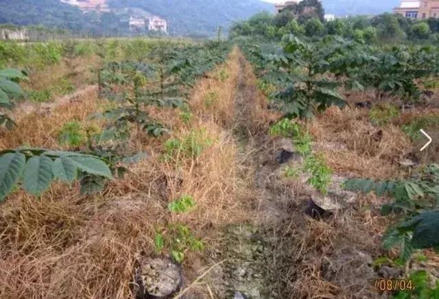 草铵膦能治香附子吗,草铵膦加什么药可以根除顽固杂草