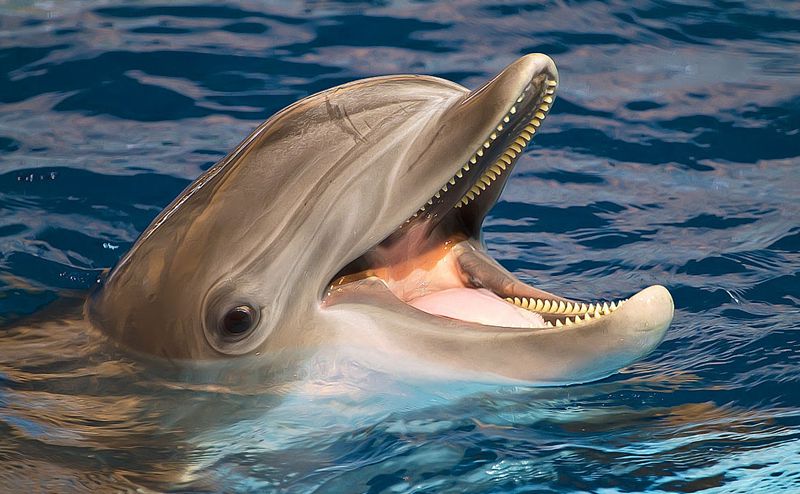 海豚为什么会亲吻人类,海豚向人类示好