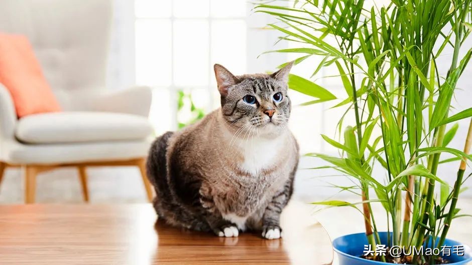 猫咪特别小如何分辨它是不是矮脚,什么小猫咪又乖又掉毛少