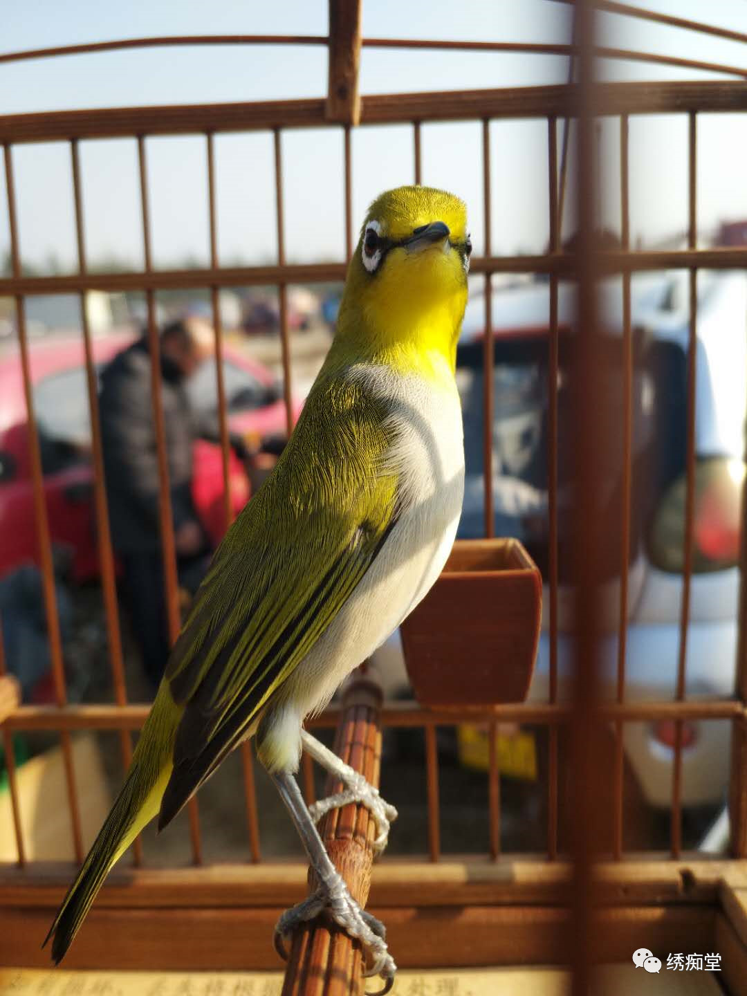 写点绣眼的大叫与水便困惑