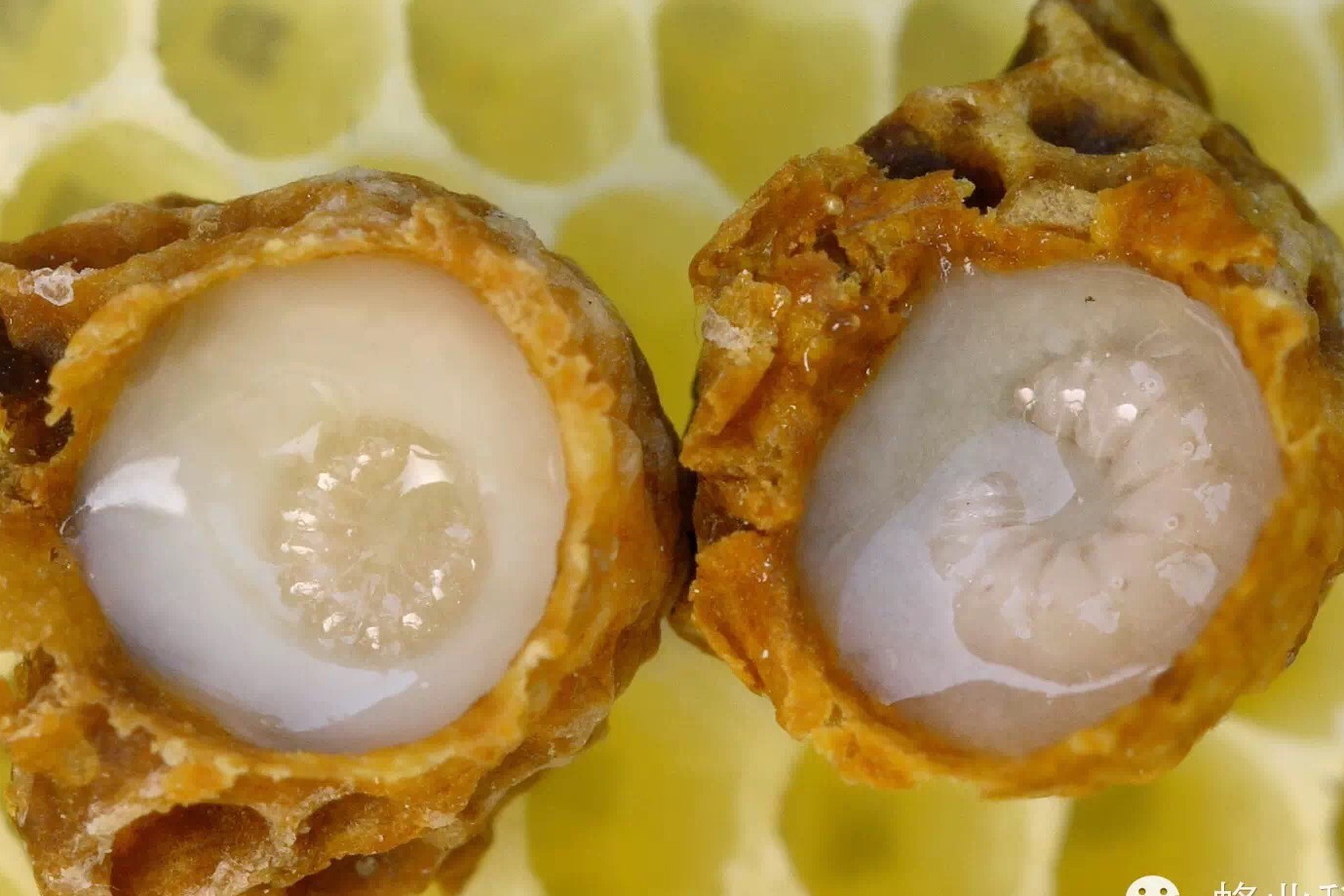 吃王浆最佳时间,食用王浆