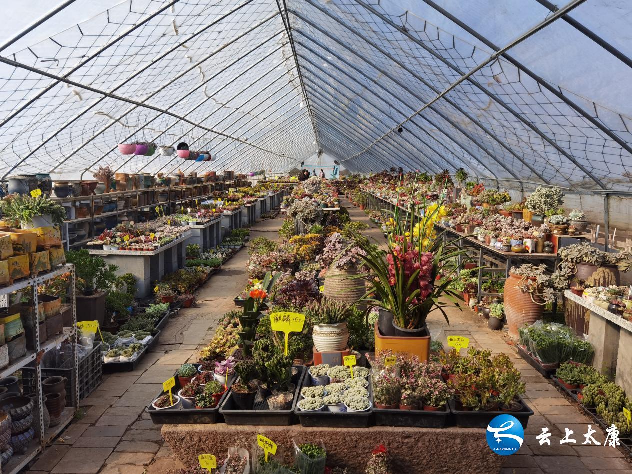 返乡创业成就梦想,农民返乡创业种多肉