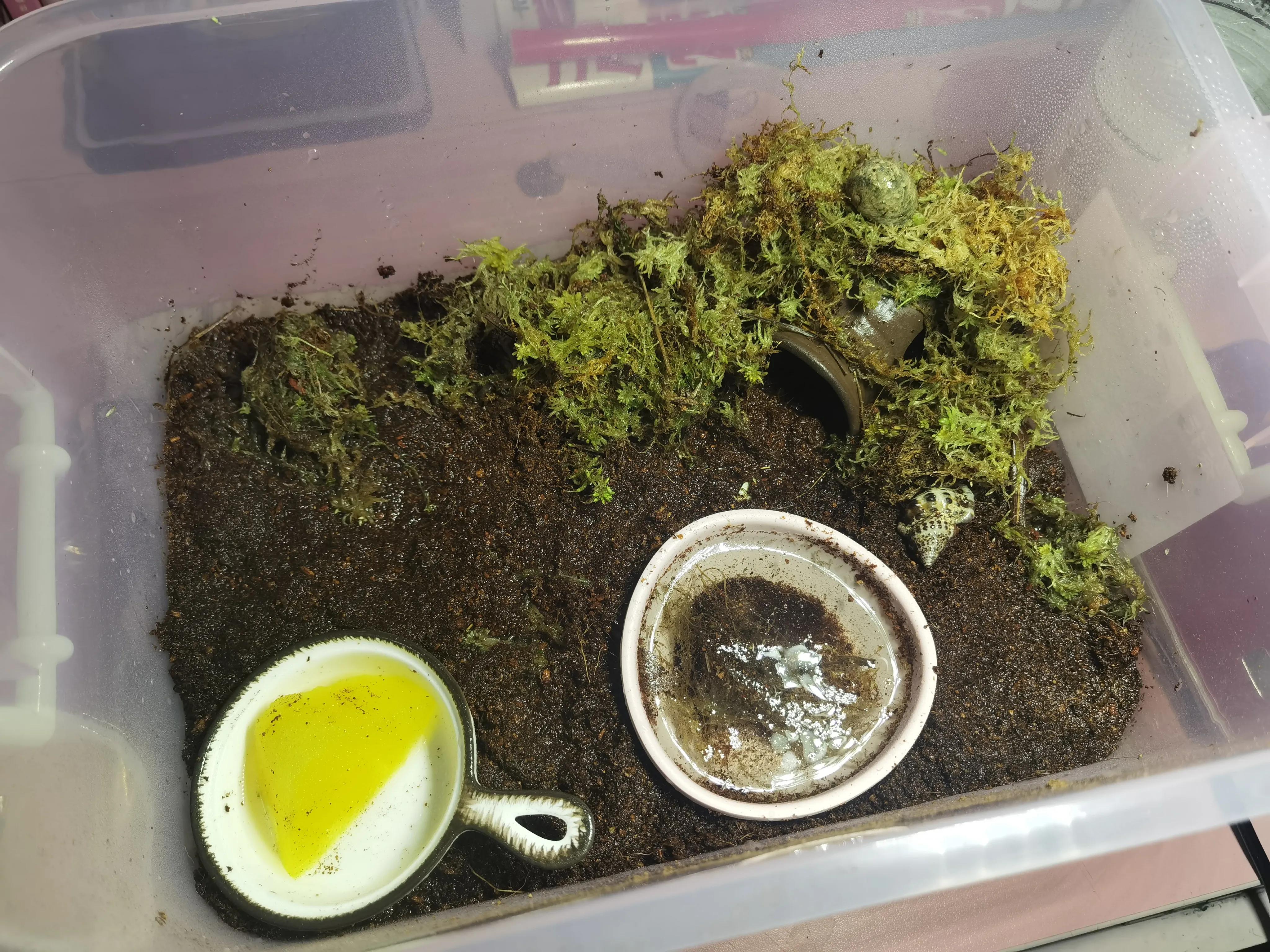 陆生寄居蟹饲养要关注什么,陆生寄居蟹怎么养