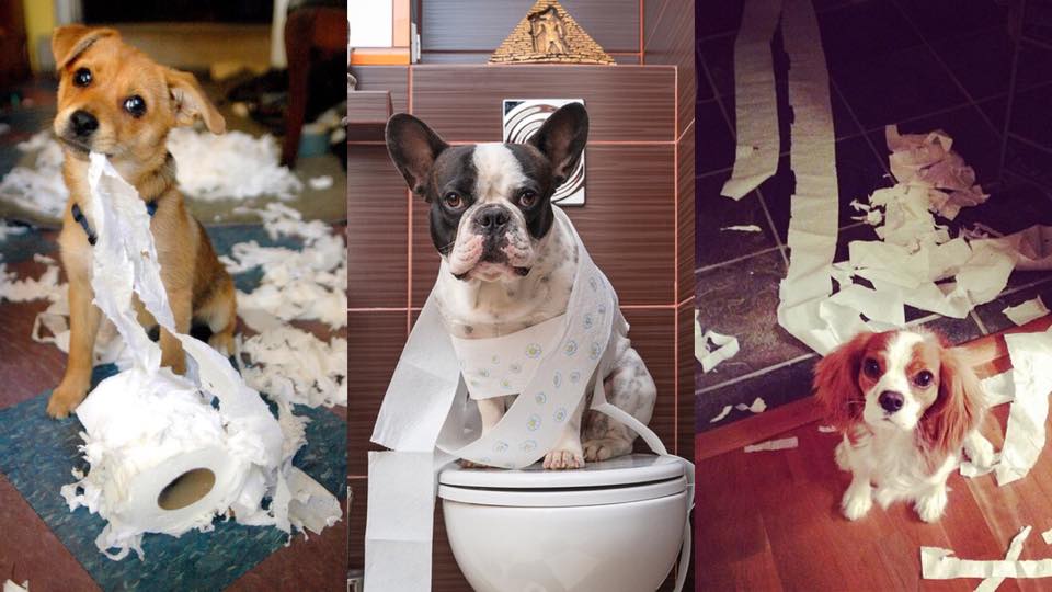 狗狗吃纸可以吗,如何改掉狗狗吃纸的毛病