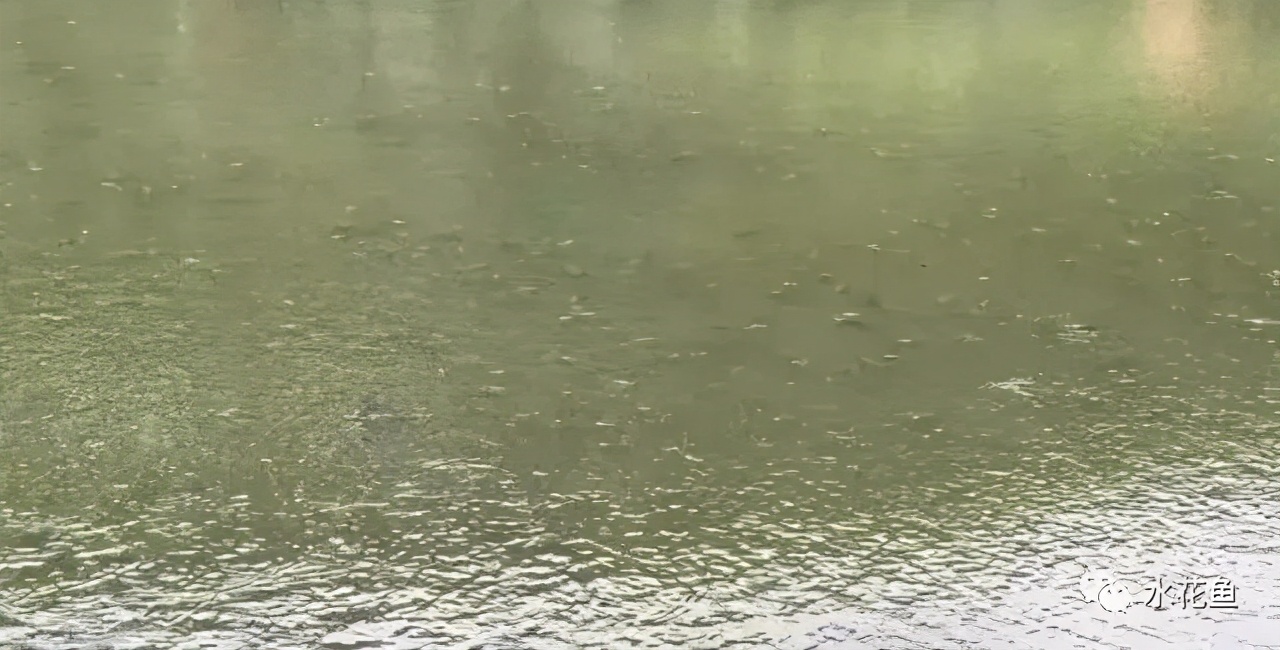 鱼塘开增氧机水就浑浊怎么解决,鱼塘增氧机能改善水质吗