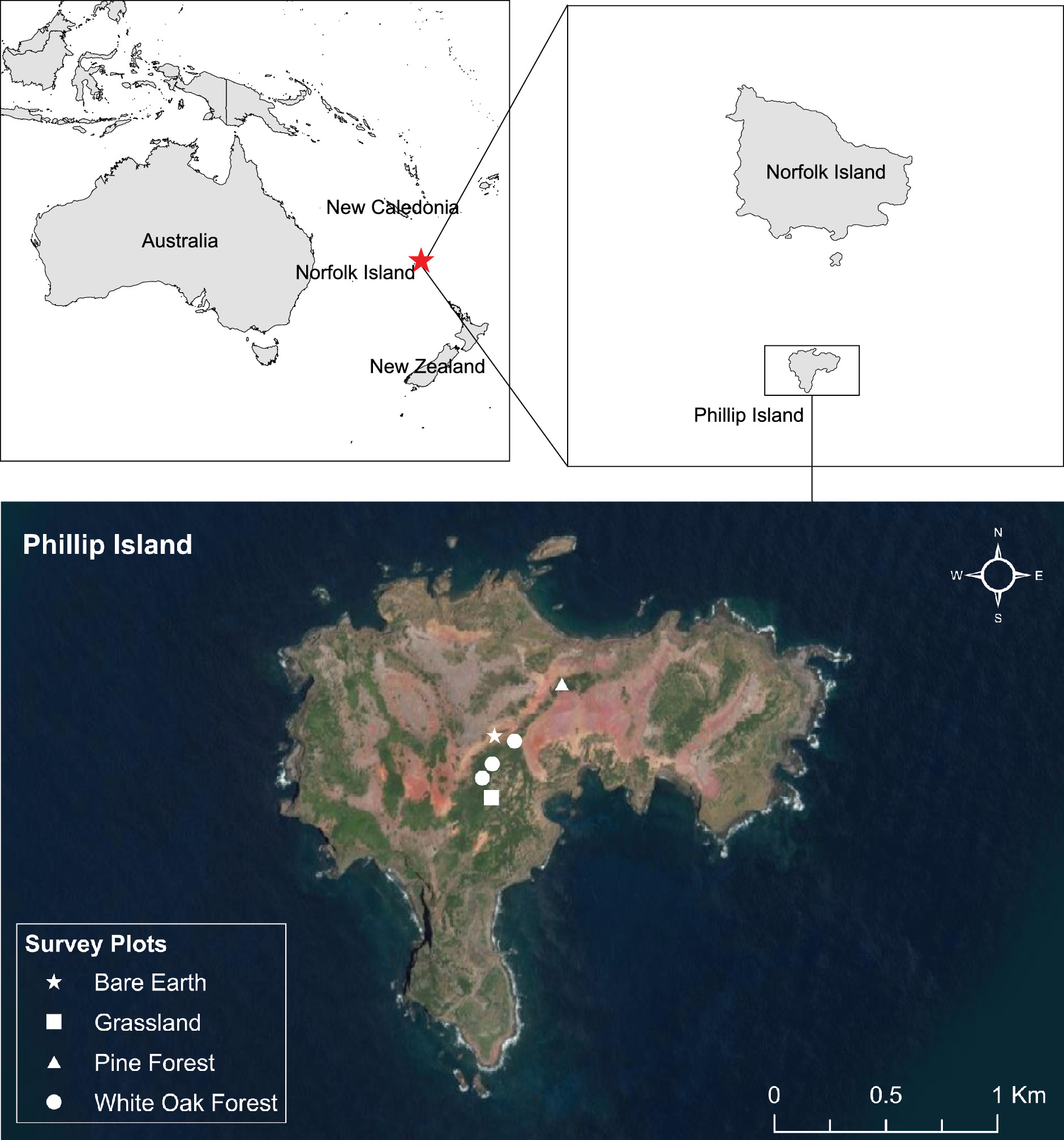 最大蜈蚣捕食,巨型蜈蚣捕食的全过程