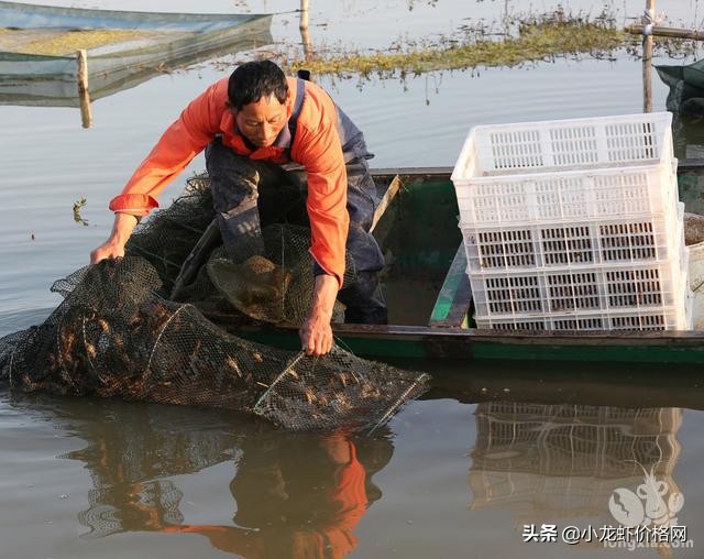 淡水龙虾虾苗养殖技术,淡水龙虾养殖技术手册