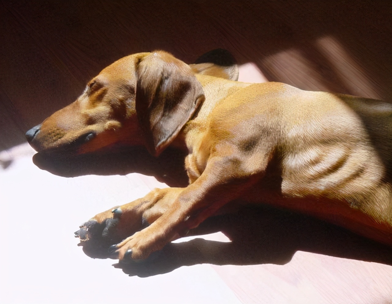 狗狗缺乏微量元素吃什么,狗狗微量元素哪个牌子好