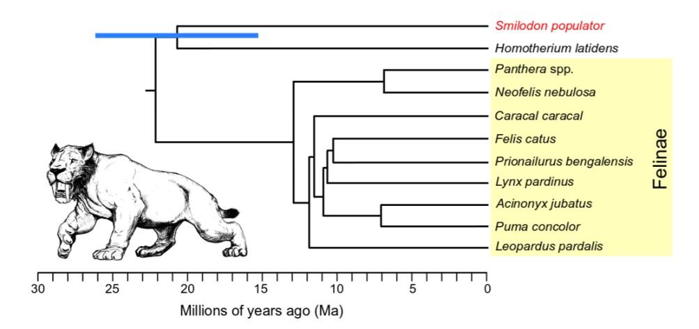 神秘的剑齿虎,云豹是猫科为什么叫云豹