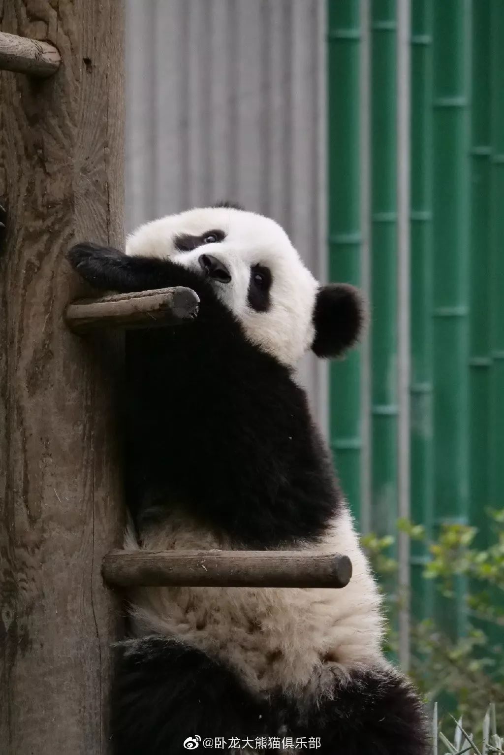 为什么全世界都喜欢大熊猫,世界各地的人们都爱好大熊猫英语