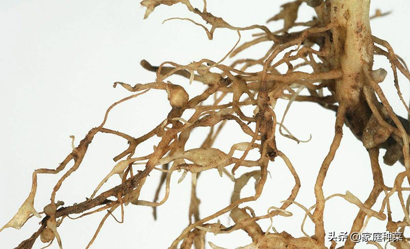 胡萝卜产生“佛手”，虽然看起来很漂亮，却可能导致植株提早死亡