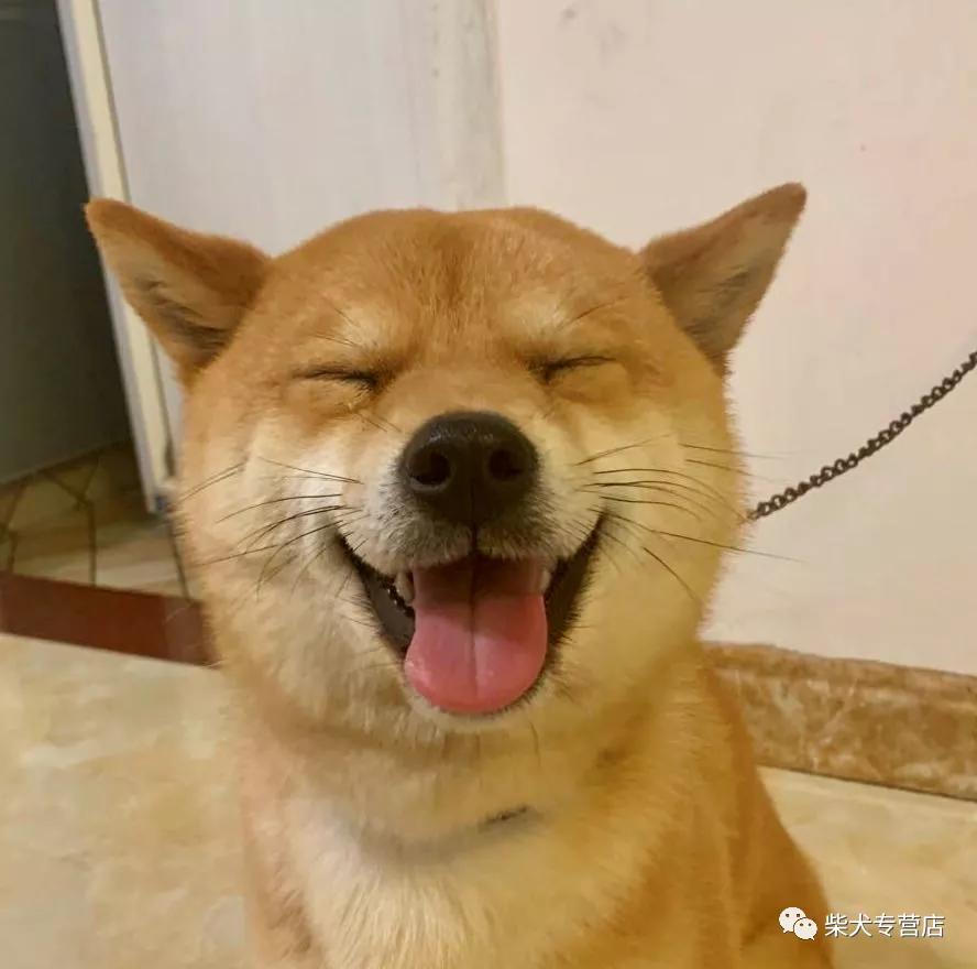 柴犬的4大缺点劝你别养,养柴犬的5个好处你不动心吗