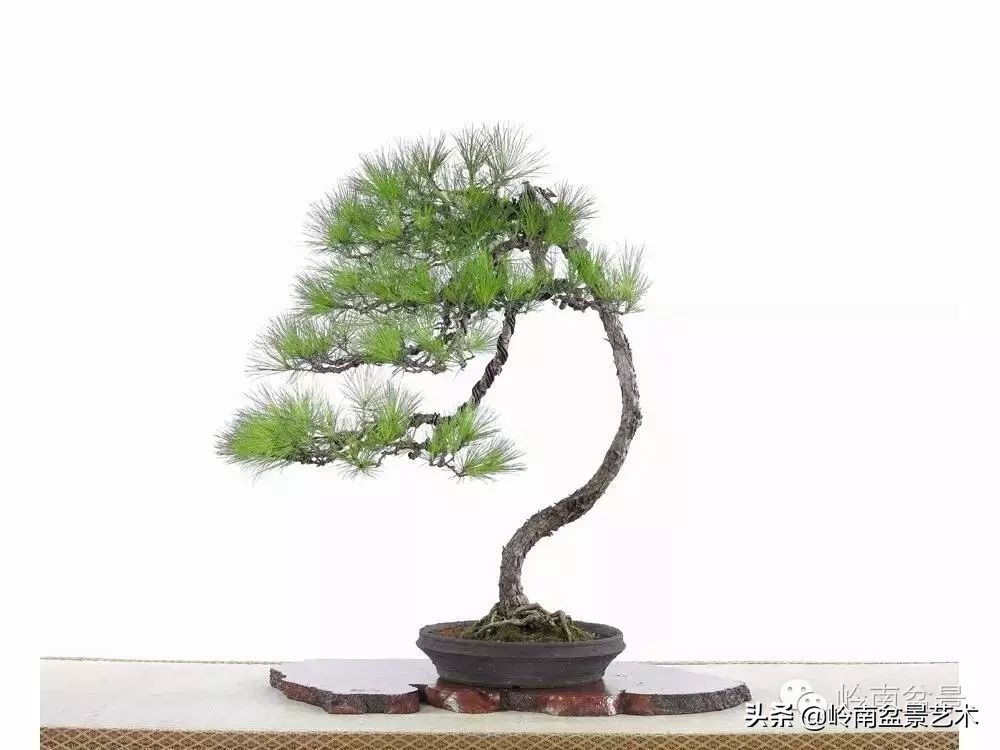 素仁格与文人树，你怎么看？