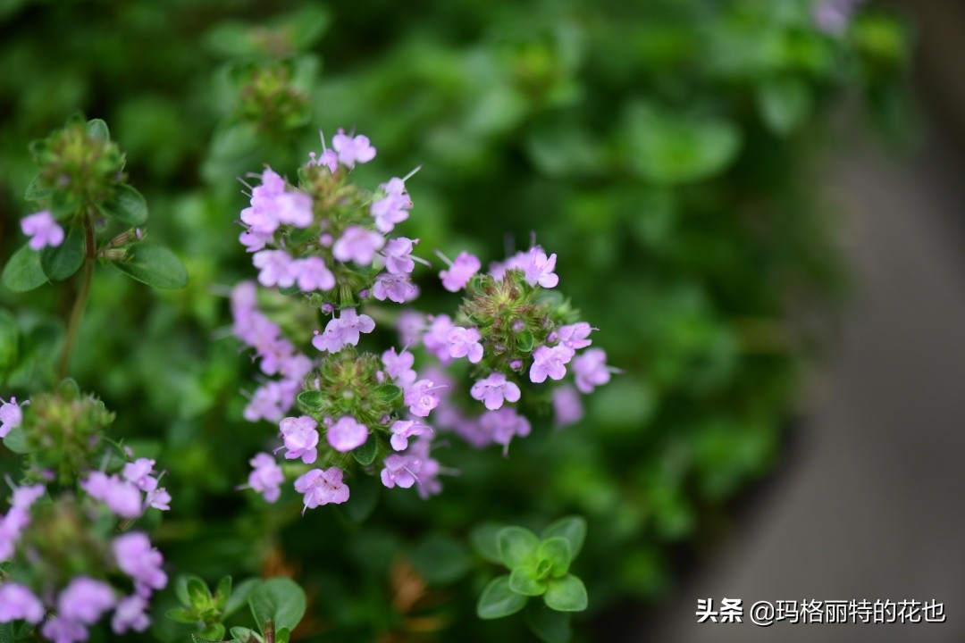 花园里四季常青的树,花园里四季都绿的植物