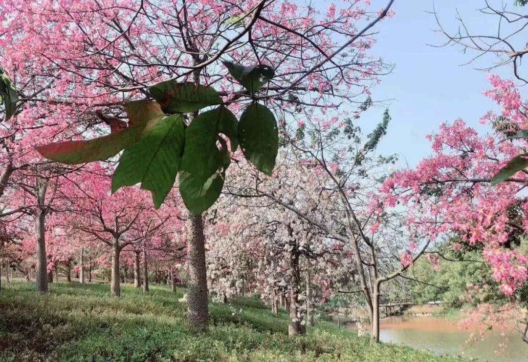 森波拉温泉度假村两天一夜游,倒数跨年狂欢夜