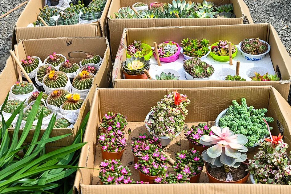 北京京郊大集地理位置,今天京郊哪有大集