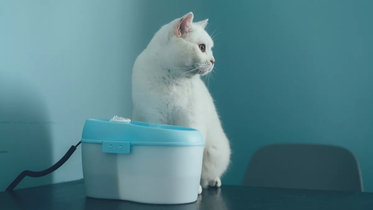 流浪猫收养关注事项洛阳,收养流浪猫幼崽关注事项