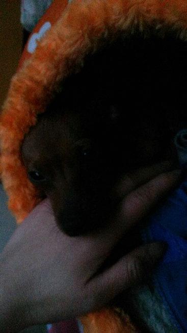 伸舌头的小鹿犬,爱洗澡的小鹿犬