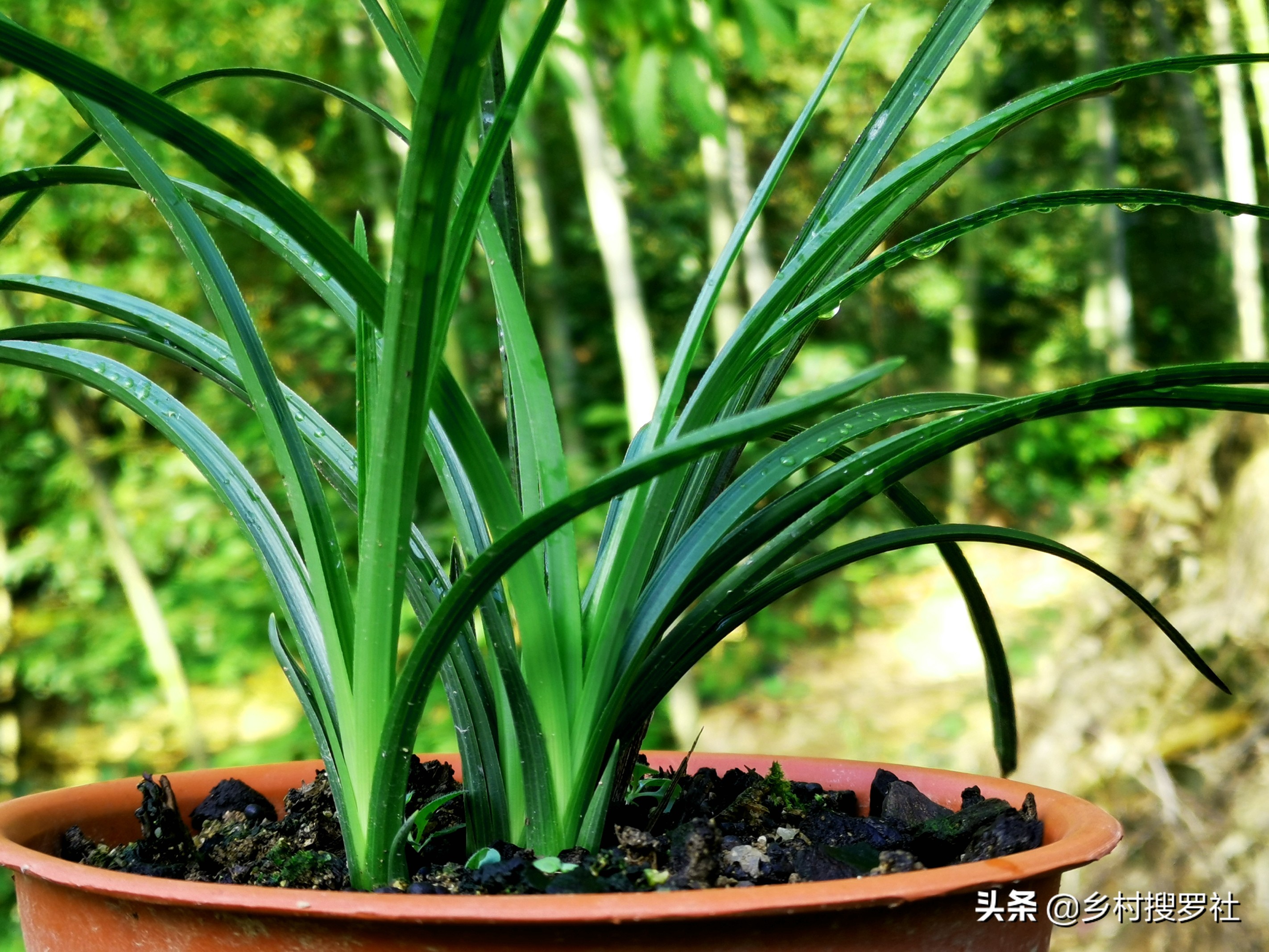 网购兰花预防消苞,网购兰花应关注什么
