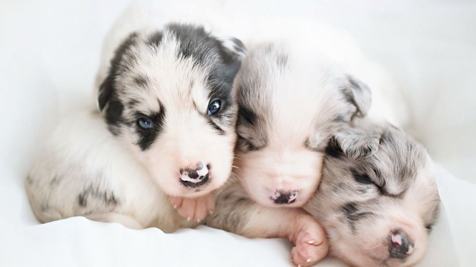 狗狗细小治愈后需要关注什么,狗狗分娩需要准备什么