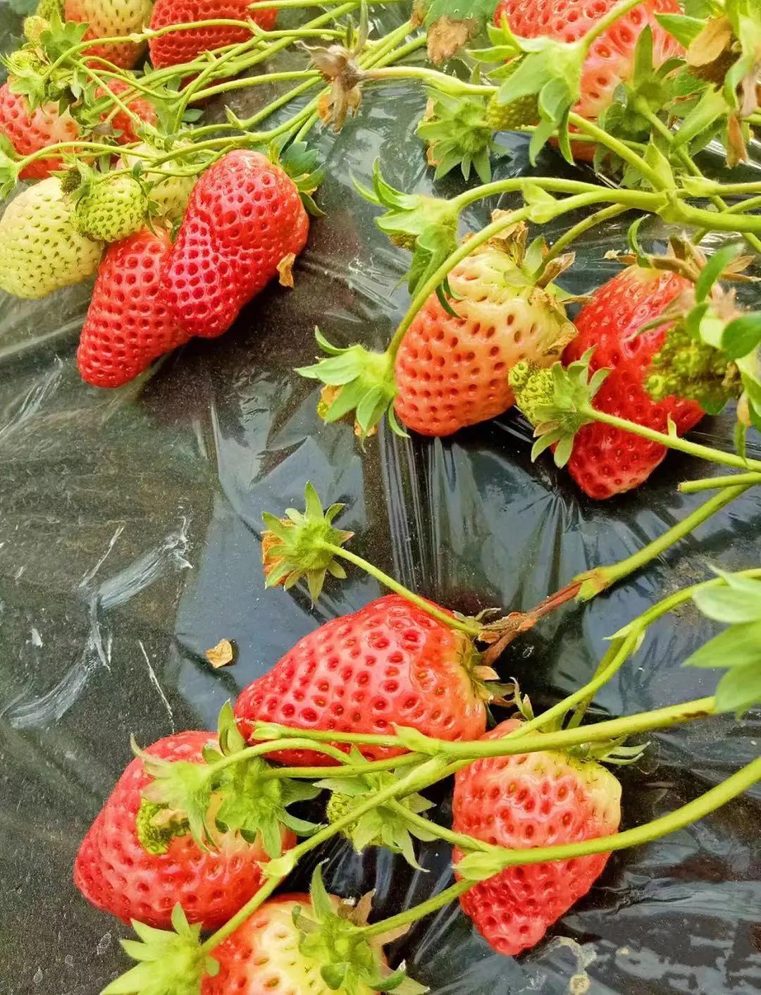 重庆大学城摘草莓的地方,重庆璧山摘草莓的地方推荐