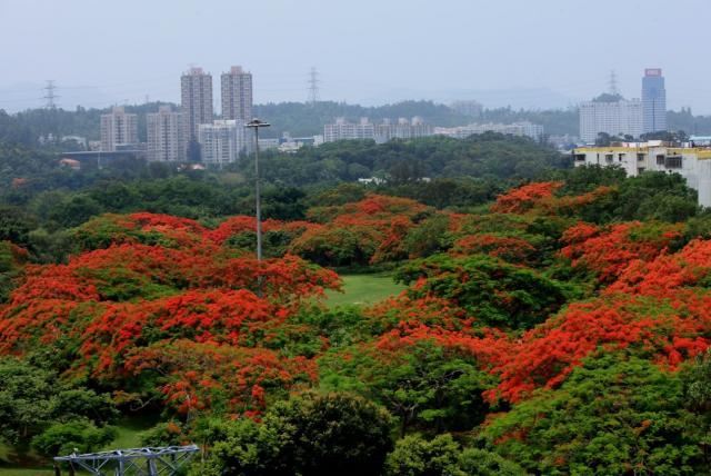东湖公园凤凰木,深圳东湖公园凤凰木花开了吗