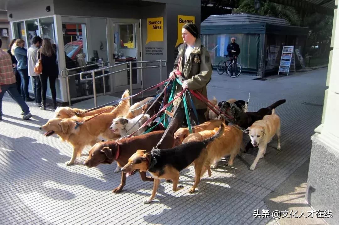 遛狗师年薪30万？剥虾师、收纳师……现在年轻人赚钱门路太野