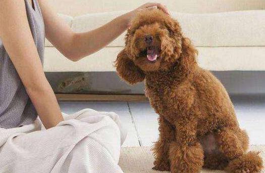 泰迪需要关注事项,泰迪关注事项大全