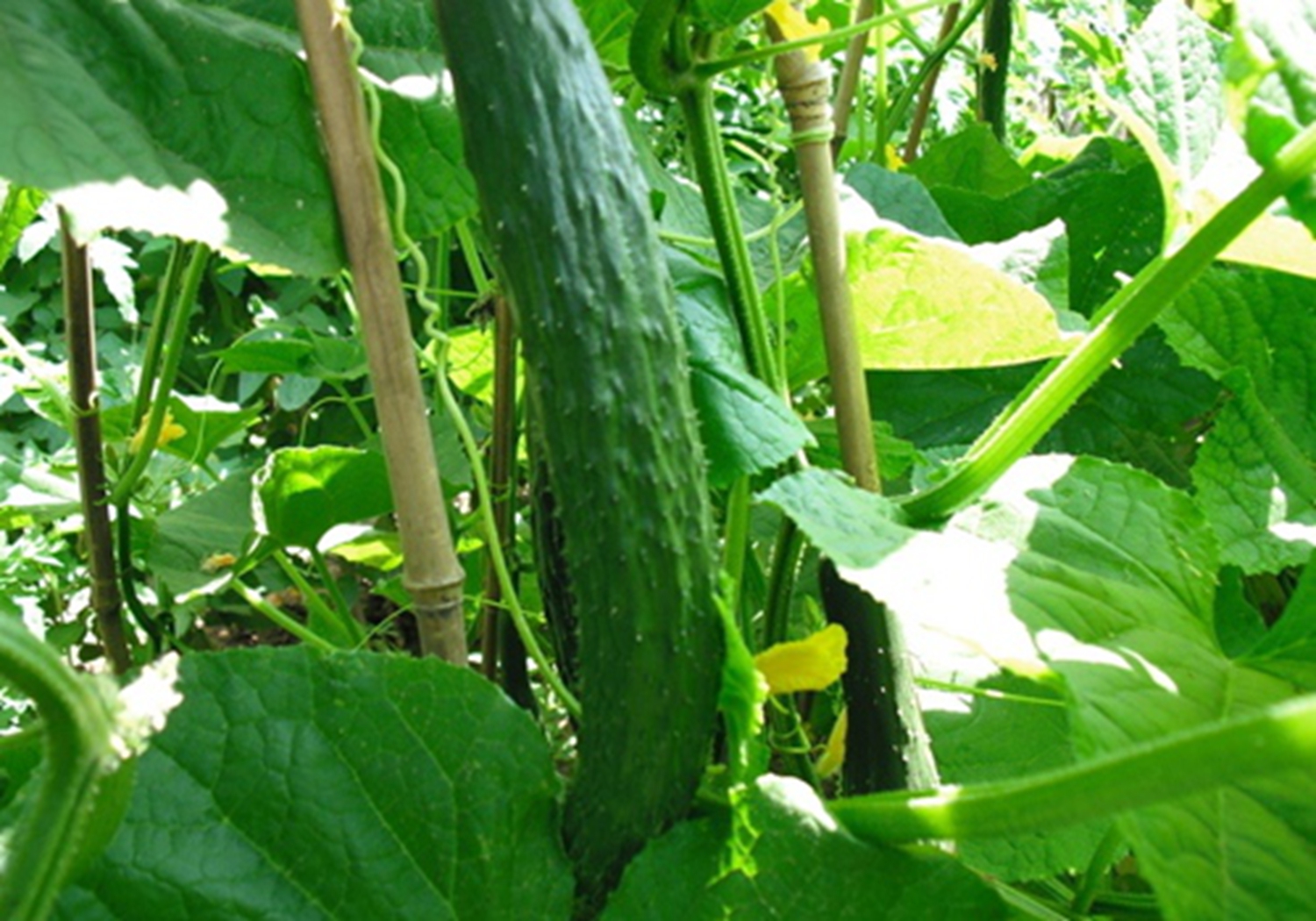 夏季黄瓜怎样育苗,露地黄瓜的育苗技巧