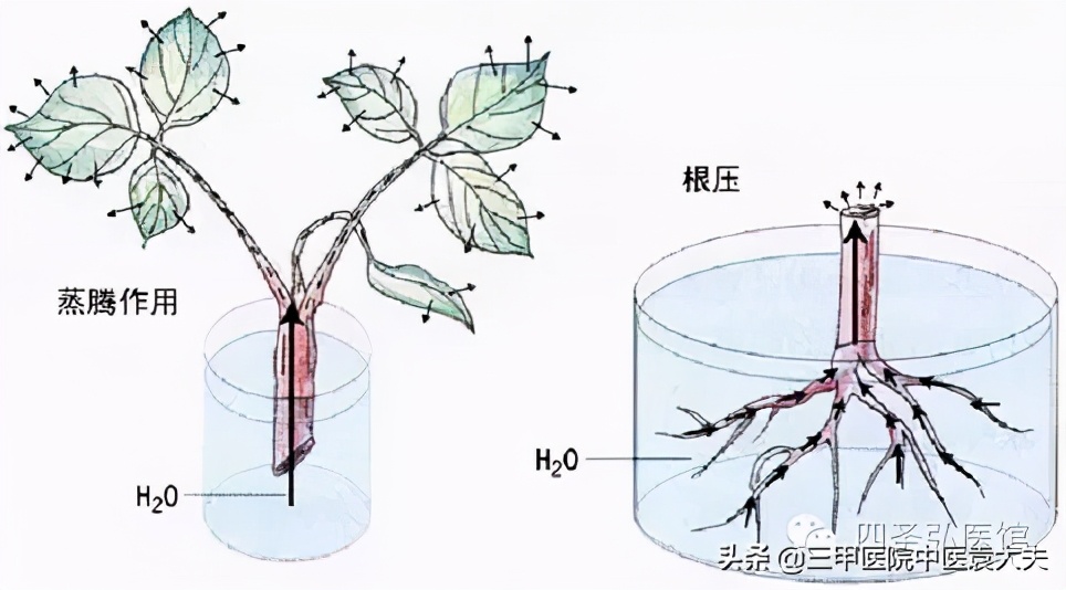 迈入中医之门（配视频）第17课：“瘦弱”的中医机理与科学增肥