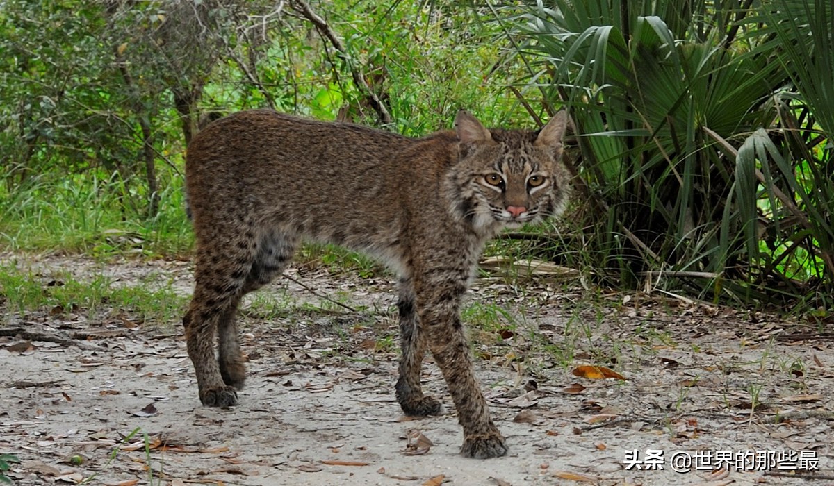 猫科动物日常捕食,大型猫科猛兽的进食