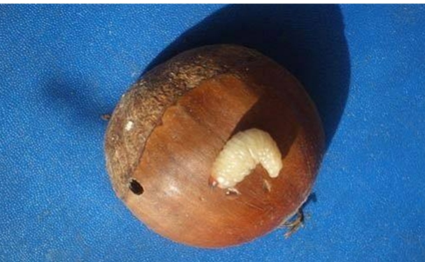 板栗喜欢干旱还是潮湿,板栗生虫子像蛆是怎么回事