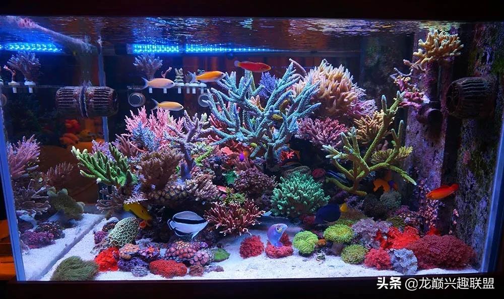 惊cry！90cm海缸竟然饲养77种生物，你敢挑战吗？