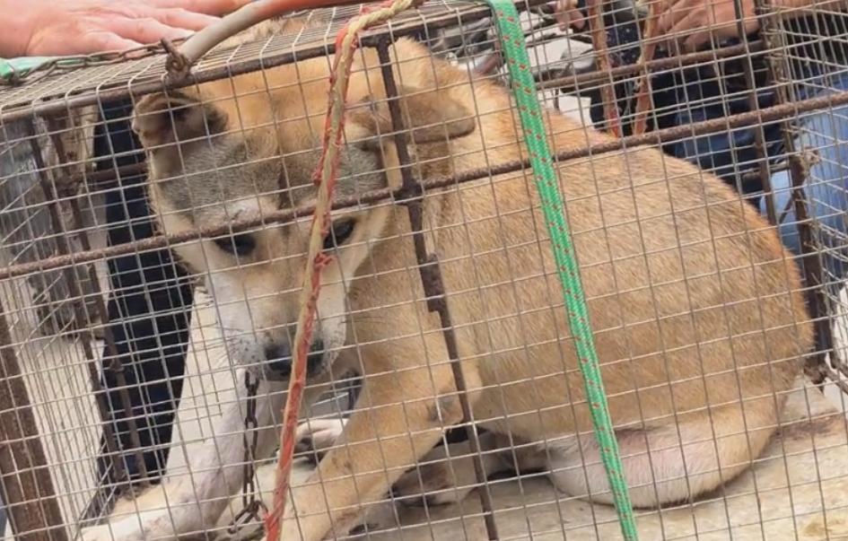 把价值5000的狗当肉狗卖掉,宠物被当肉狗卖