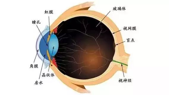 玻璃体和视网膜脱离,眼睛视网膜完全脱离