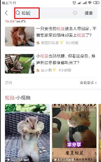 松鼠吃什么容易胖,松鼠早晚喂一顿是不是容易发胖