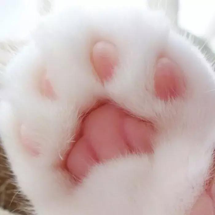 被猫咪抓了会传染吗,被猫咪抓伤了什么症状会感染