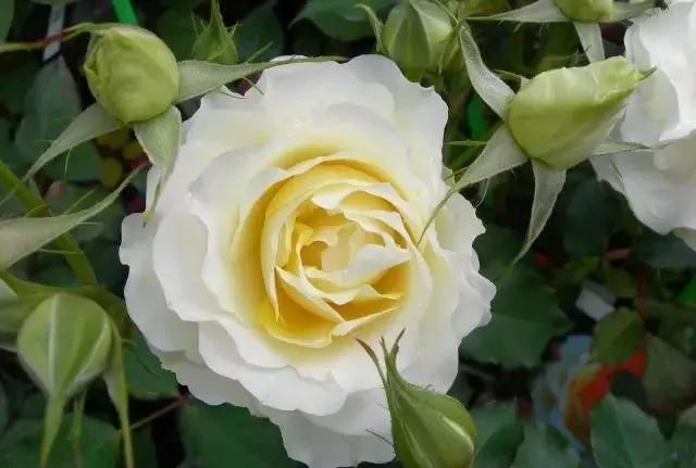 每天学习一点点各种花代表的花语,每天学习一朵花知识