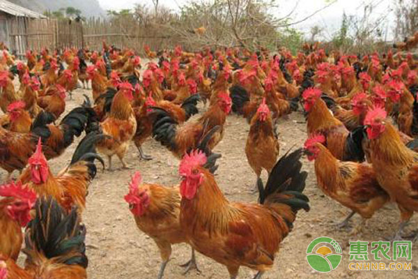 养鸡与鸡病防治第2版,养鸡防治鸡病的方法