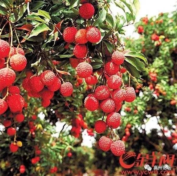 乡愁里的广东,苏东坡惠州文化