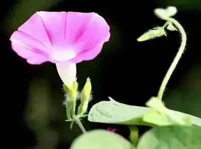 拍摄花的花语,100种摄影基础美学