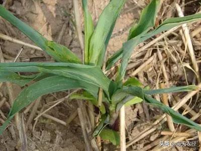 玉米拧心怎么办？不抓紧解决可能影响产量