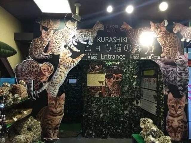 日本猫岛撸猫必备短片,日本东京免费撸猫的地方