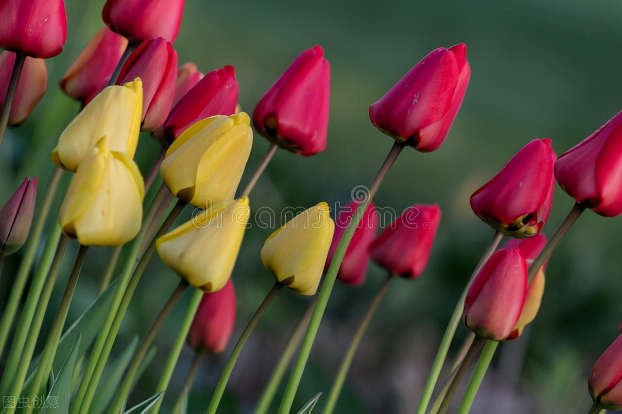 荷兰郁金香泡沫事件,荷兰郁金香泡沫持续多久