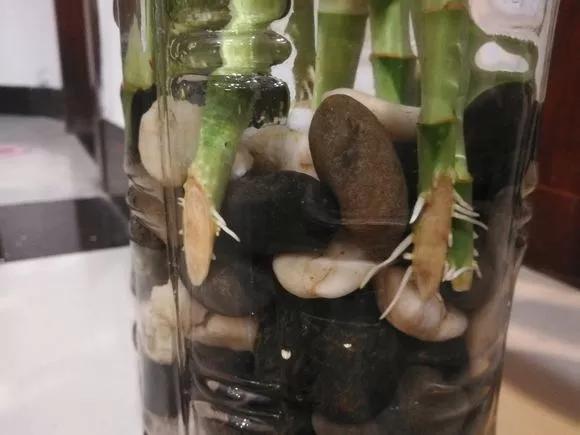 家里养的富贵竹，突然就烂根了，3种正确处理方式，预防烂根